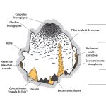 L’impact méconnu des chauves-souris et du guano dans l’évolution morphologique tardive des cavernes