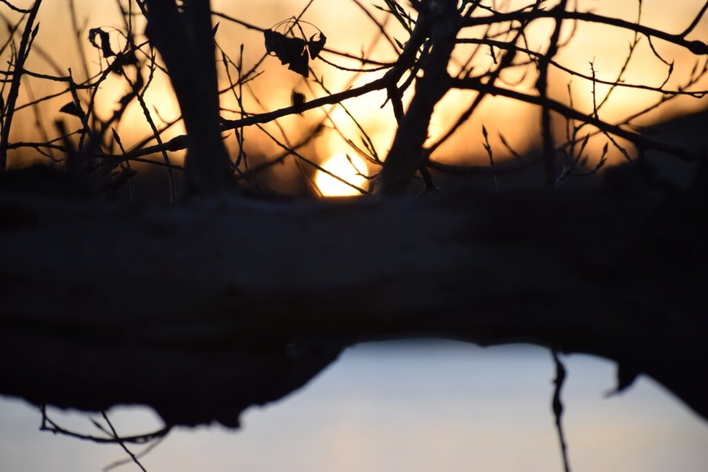 En gros plan, la photo d'une branche d'arbre au-dessus d'un étang. Le haut de la branche est dans une douce lumière de soleil couchant, le bas, dans le bleu clair de l'eau d'un étang.