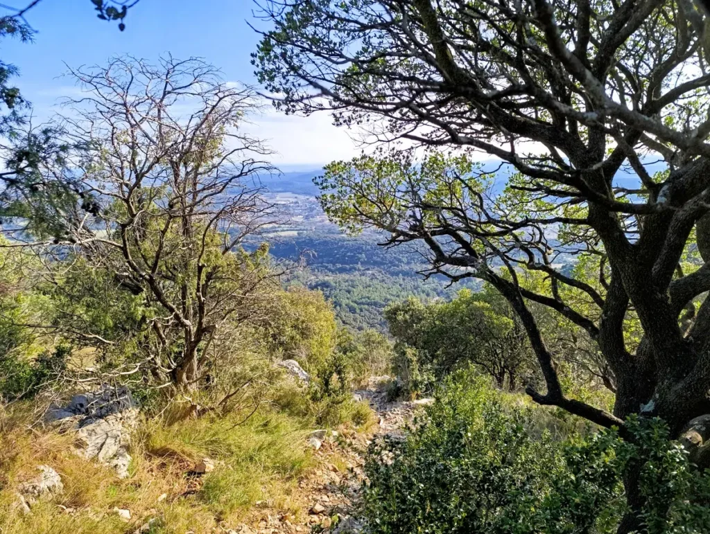 Photo en pleine nature. Derrière quelques arbres, une vaste plaine semble s'étirait à nos pieds. Au premier plan, une petite sente s'avance vers la descente qui se profile mais n'apparaît pas à l'image. Le ciel est bleu avec quelques nuages à l'horizon.