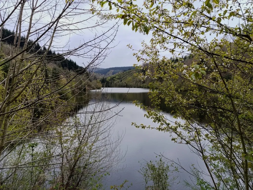 Une vue rapprochée d'un lac à travers des branches d'arbres. Les branches, avec quelques feuilles vertes, encadrent le lac, offrant une perspective intime de l'eau calme. Les collines boisées forment l'arrière-plan.
