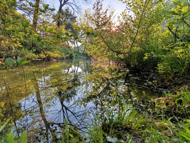 Photo depuis les rives d'un petit fleuve et de ses rives boisées. À droite, la rive est couverte d’herbes et de végétation dense. À gauche et en arrière-plan, des arbres feuillus se penchent au-dessus de l’eau. Le reflet de ces arbres dans l’eau est net. Le soleil est visible au travers du feuillage, en arrière-plan, légèrement masqué par les branches. La lumière du petit matin est douce. L’image est prise à hauteur de sol, au ras de la rive.