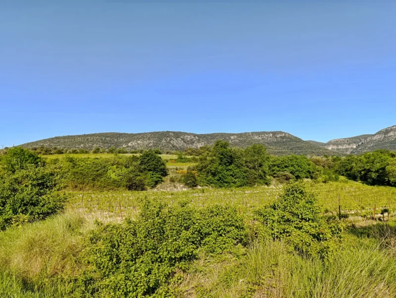 Un peu de végétation au premier plan, puis quelques vignes. Vient ensuite une petite rangée d'arbres et, au fond, sous un ciel bleu, un massif karstique à la végétation basse.