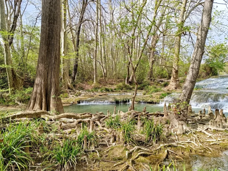 Photo des rives boisées d'un petit fleuve formant de petites cascades. Certains arbres, dont des platanes, ont les racines apparentes, partiellement immergées ou exposées au sol. En avant-plan, on distingue des formations racinaires complexes et des touffes d’herbes vertes. L’arrière-plan est composé de nombreux arbres au feuillage clairsemé en ce début de printemps.