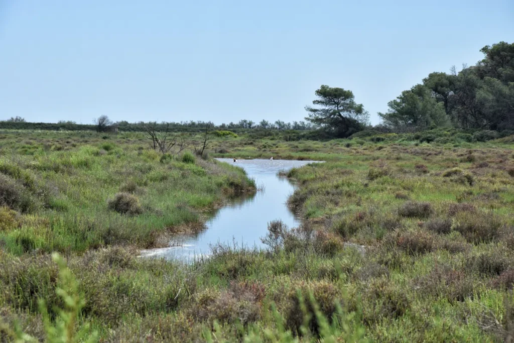 Paysage de marais avec un étroit cours d’eau sinueux bordé de végétation basse et touffue. Quelques arbres se trouvent en arrière-plan, notamment un conifère isolé à droite.