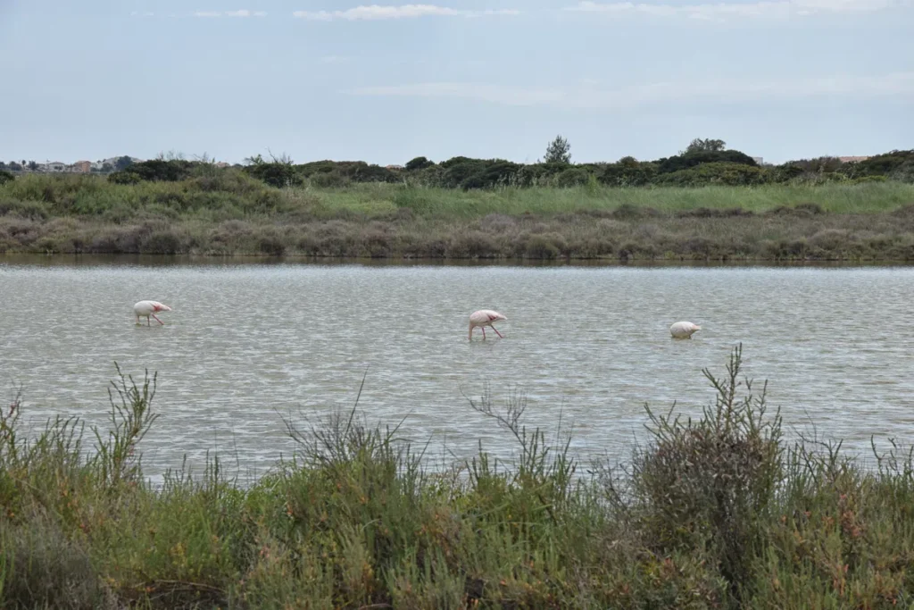 Un plan d'eau bordé de végétation basse. Trois flamants roses ont la tête immergée.