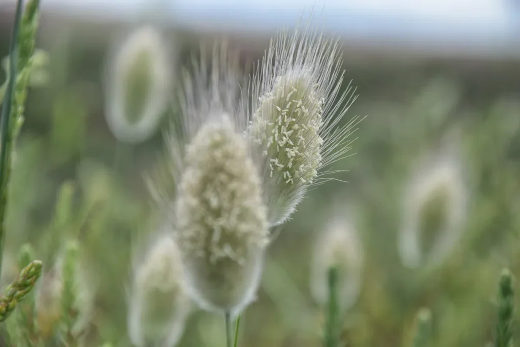 Grosse herbe en fleur en très gros plan. On distingue nettement les étamines au sommet de l’épi. L’arrière-plan est flou, montrant d’autres épis similaires.