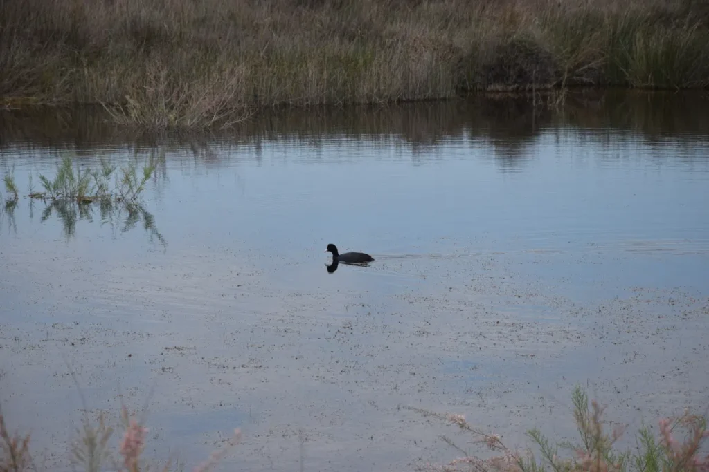 Un plan d'eau calme entouré de végétation basse et de roseaux. Au centre de l'image, un Foulque macroule, un oiseau aquatique, nage paisiblement sur l'eau. Le ciel et la végétation sont reflétés à la surface de l'eau.