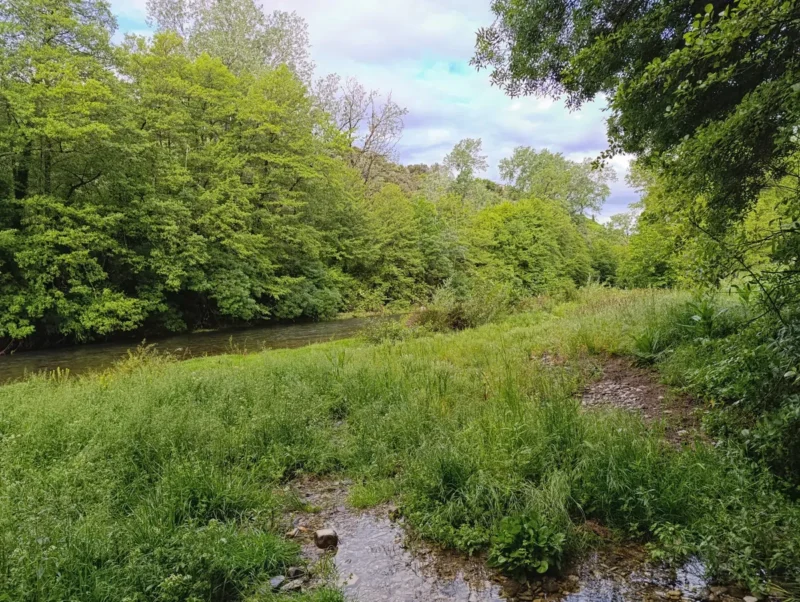 De l'herbe bien verte dans le lit d'un petit fleuve aux rives arborées. Le ciel est nuageux avec quelques traces de bleu.