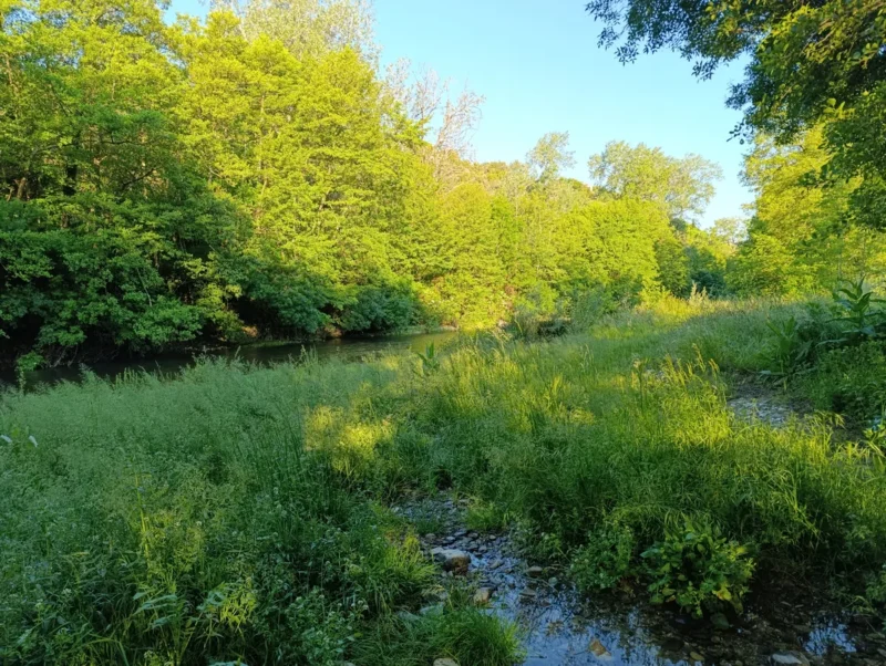 Photo des rives d'un petit fleuve dans une lumière du petit matin. La végétation est dense dans le lit, dont une partie est à sec. Au premier plan, un peu d'eau qui court rejoindre la rivière. Des arbres bien verts sont sur les rives. Le ciel au-dessus est bleu, sans nuage.