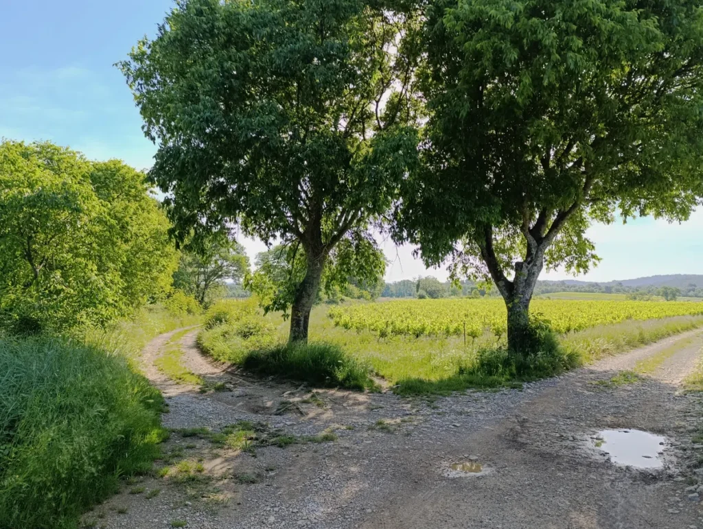 Embranchement de deux chemins. Au centre, deux arbres devant des vignes. Au-dessus, le ciel semble bleu.