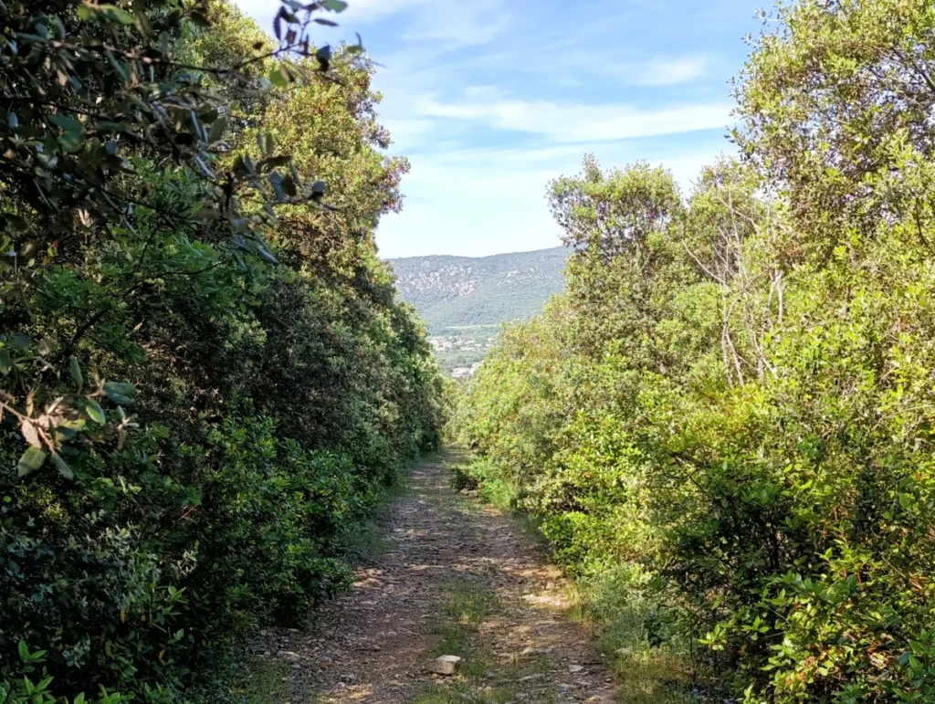 Un chemin bordé d'arbes qui forment un tunnel. Au loin, dans la direction du chemin, un petit massif. Ciel bleu avec quelques voiles blancs de nuages.