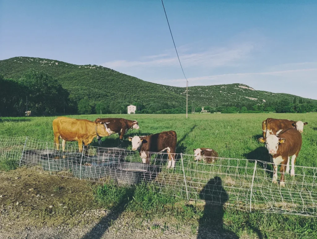 Groupe de vaches rassemblées derrière une clôture dans un champ vert, avec des collines boisées à l’arrière-plan et un ciel bleu. L'ombre du photographe est visible au premier plan.