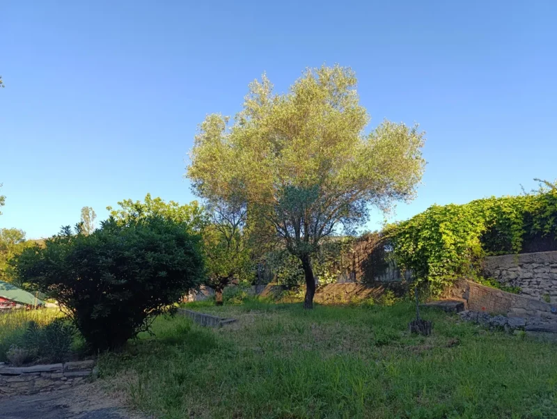 Photo. Un jardin verdoyant sous un ciel bleu dégagé. Un grand olivier se tient au centre, entouré de buissons et d’herbe. Un muret en pierre recouvert de végétation se trouve à droite, avec un petit escalier en pierre partiellement visible.