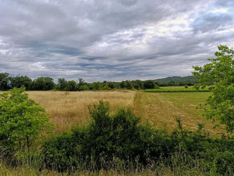 Photo d'un paysage rural avec un champ divisé en deux parties. À gauche, il y a une section de champ avec des herbes hautes et sèches, de couleur dorée. À droite, une autre section du champ a été récemment fauchée. Au premier plan, il y a des buissons verts et des plantes sauvages. À l'arrière-plan, on peut voir des vignes, une ligne d'arbres et de petites collines sous un ciel couvert de nuages gris.
