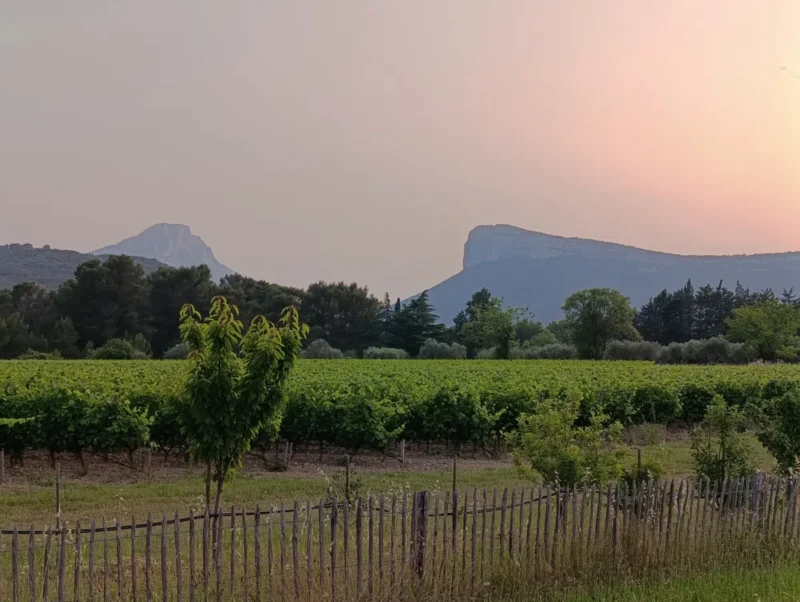 Photo d'un paysage rural au coucher du soleil. Au premier plan, il y a un champ de vignes bien alignées, séparées par une clôture en bois. Un jeune arbre se trouve également au premier plan. À l'arrière-plan, on peut voir une petite forêt et deux montagnes imposantes. Le ciel est teinté de couleurs douces, allant du rose au bleu.