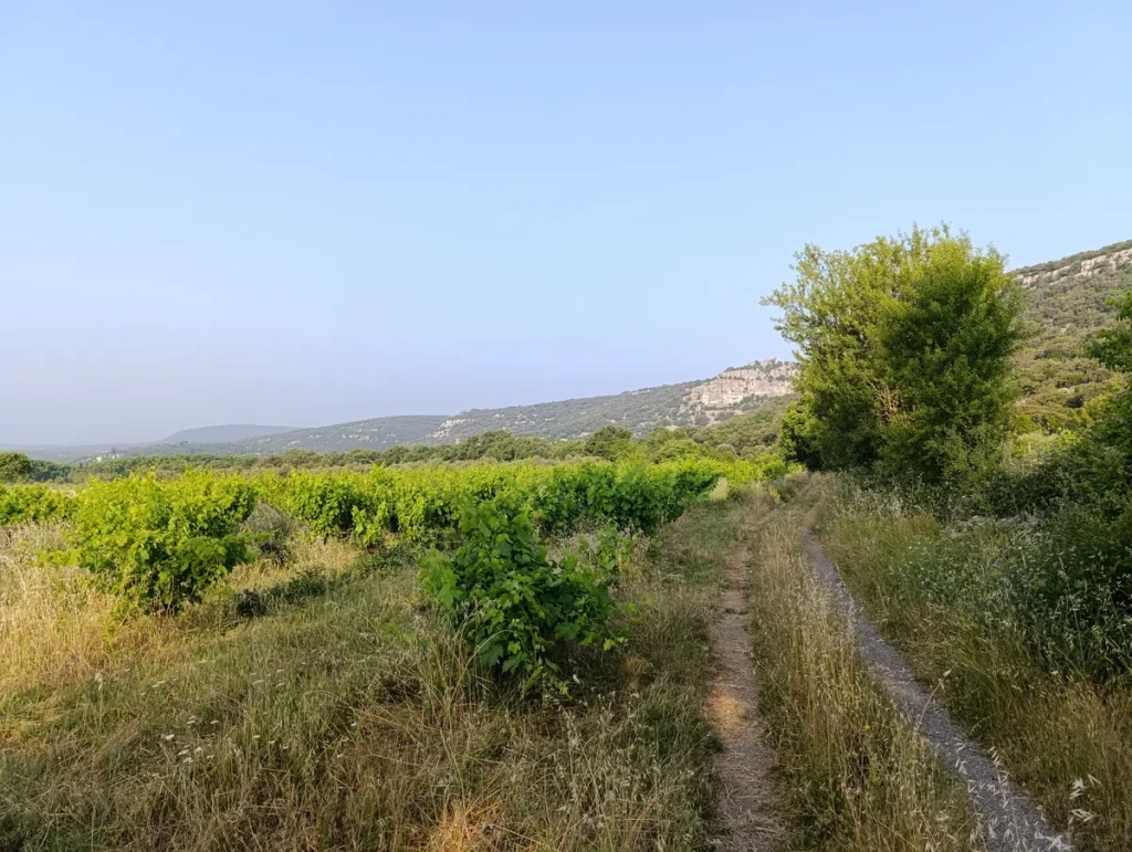 Photo. Chemin de terre entre des vignes et des arbres, avec des collines en arrière-plan sous un ciel bleu clair.
