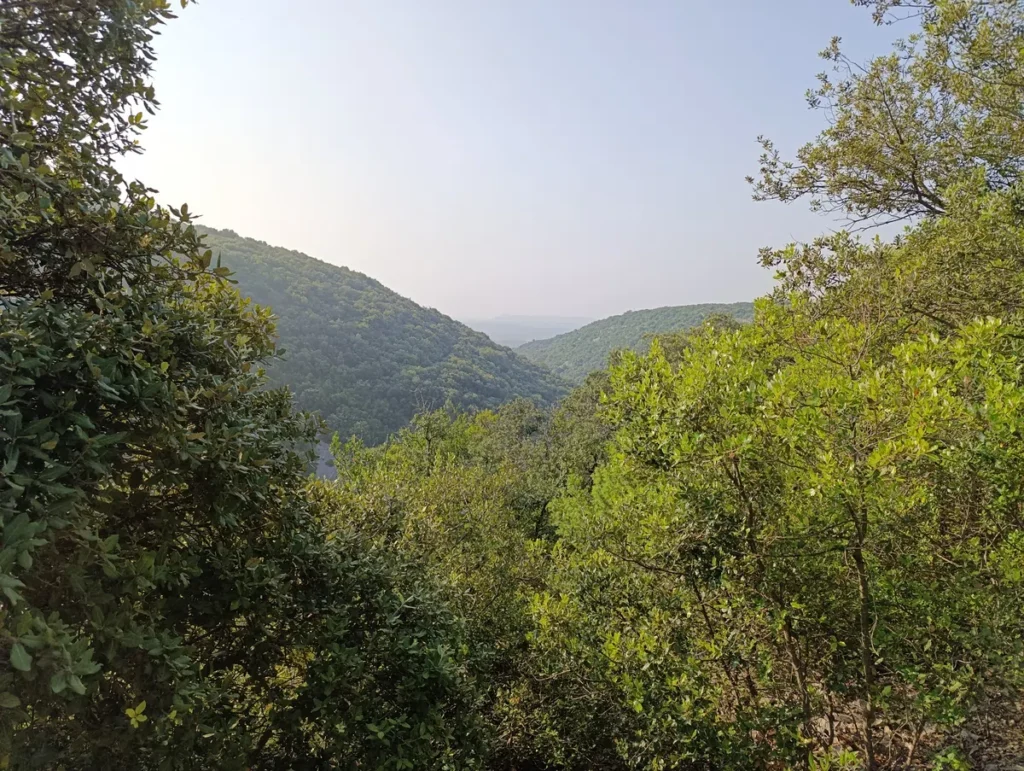 Photo. Vue sur une vallée boisée et embrumée, entourée de collines couvertes de végétation dense.