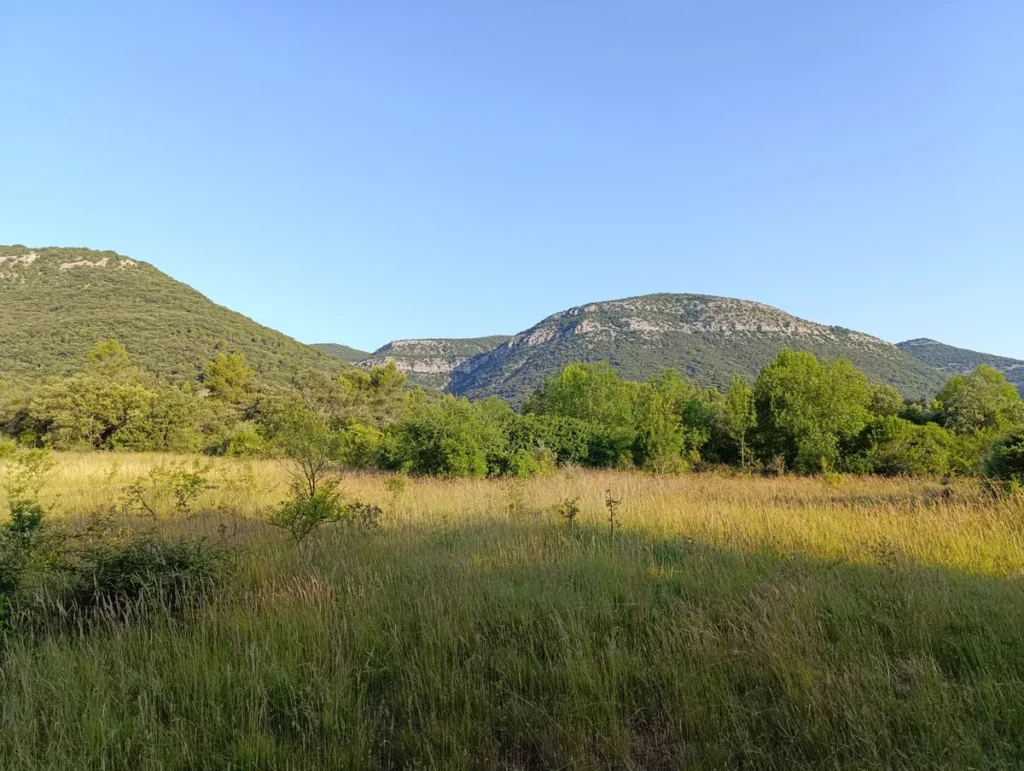 Vue d'une prairie derrière laquelle on perçoit un massif boisé sous un ciel bleu dégagé.