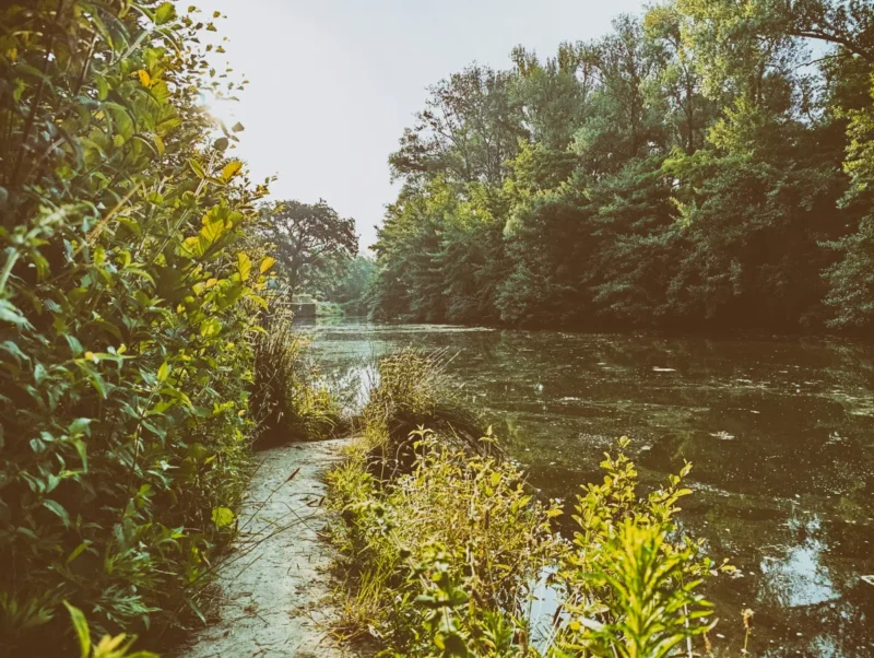 Photo d'une sente qui longe un petit fleuve entouré de végétation dense. Le sentier est bordé de plantes vertes et d'herbes hautes. Le cours d'eau a une surface calme avec quelques reflets de lumière, et il est entouré d'arbres et d'arbustes. Le soleil brille à travers les feuilles.