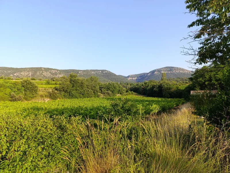 Photo d'un paysage rural avec des herbes hautes, puis des vignes au premier plan, des collines boisées en arrière-plan et d’un ciel bleu dégagé. Sur la droite, on perçoit le bout d'une toiture.