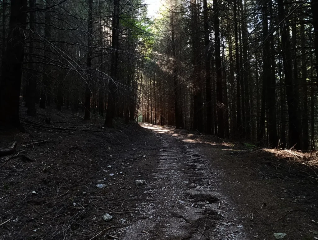 Photo d'un chemin forestier sombre bordé d’arbres serrés, avec une lumière filtrant en arrière-plan.