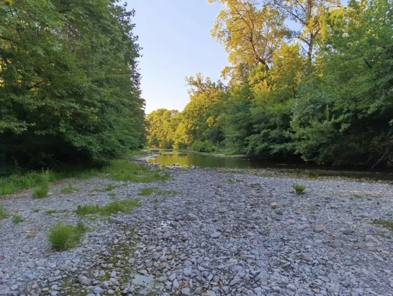 Photo d'un lit de rivière asséché avec des pierres et des galets. La rivière est encadrée par une forêt dense avec des arbres verts des deux côtés. Le ciel est visible à travers les cimes des arbres, le ciel est dégagé. La lumière est matinale.