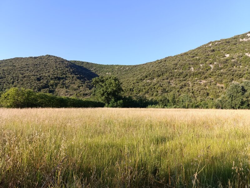 Photo au petit matin. Au premier plan, un champ de hautes herbes blondes. En arrière-plan des collines boisées sous un ciel bleu dégagé.