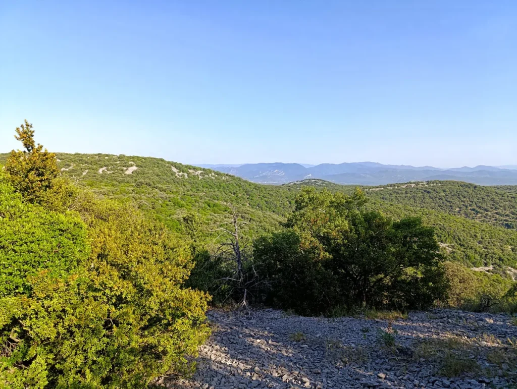 Photo d'une vaste étendue de collines boisées. Le premier plan est parsemé de buissons et de pierres au sol. À l’horizon, on aperçoit les montagnes des Cévennes.