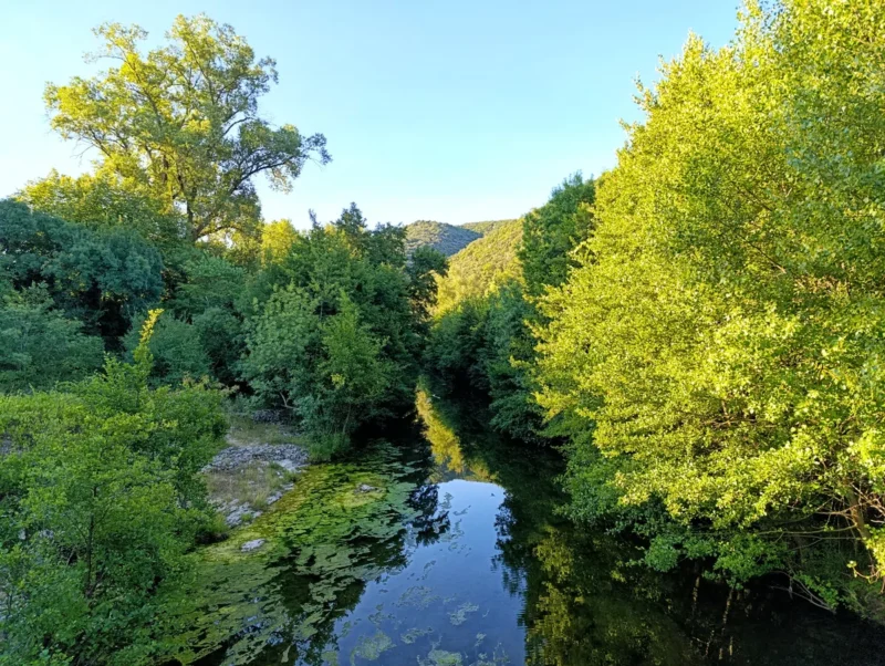 Photo d'un cours d'eau au petit matin entouré de végétation dense. Les berges du fleuve sont couvertes de plantes vertes et de mousse. De grands arbres aux feuilles luxuriantes bordent le cours d'eau, leurs branches s'étendant vers le ciel bleu clair. En arrière-plan, on aperçoit les collines boisées d'un petit massif karstique.