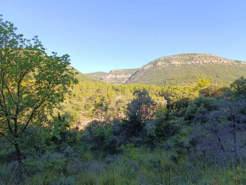 Photo d'un vaste paysage de garrigue avec des collines au loin sous un ciel bleu dégagé.