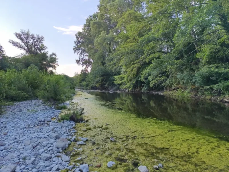 Photo d'un petit fleuve peu profond bordé de galets et de végétation dense, avec des algues vertes flottant à la surface. Au-dessus, le ciel est bleu avec quelques légers nuages.