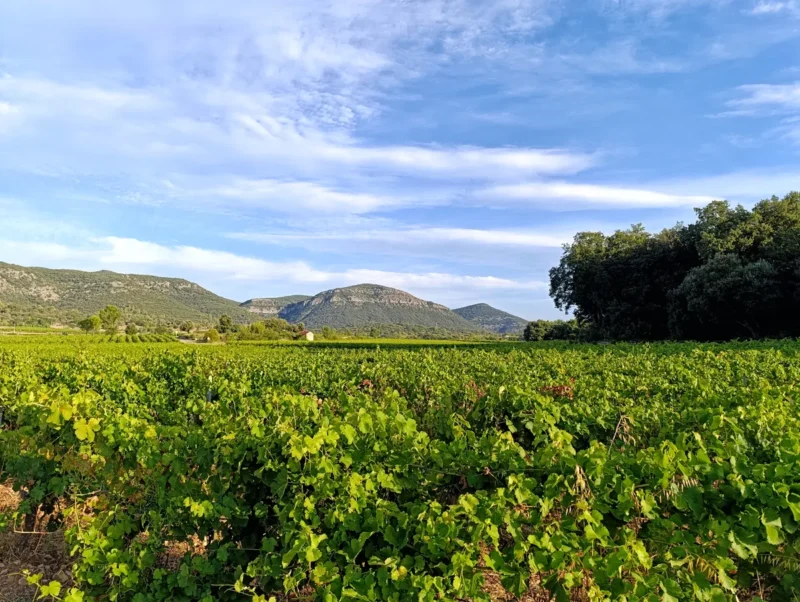 Photo de vignes sous un ciel bleu tacheté de quelques nuages. Sur la droite, on distingue un petit bois. Au fond, un massif karstique à la végétation basse.