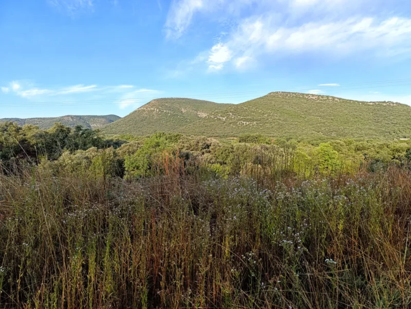 Photo prise en bord d'une voie verte. Des herbes hautes au premier plan et un petit massif boisé en arrière-plan, le tout sous un ciel bleu légèrement nuageux.