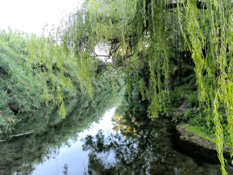 Photo d'un petit fleuve côtier bordé de végétation qui se reflète dans l'eau. Au premier plan, sur la droite, les branches d'un saule pleureur.