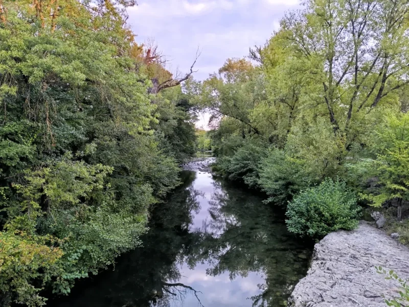 Photo d'un petit fleuve entouré de végétation dense, avec des arbres verts de part et d’autre sous un ciel couvert, dans une faible lumière matinale.