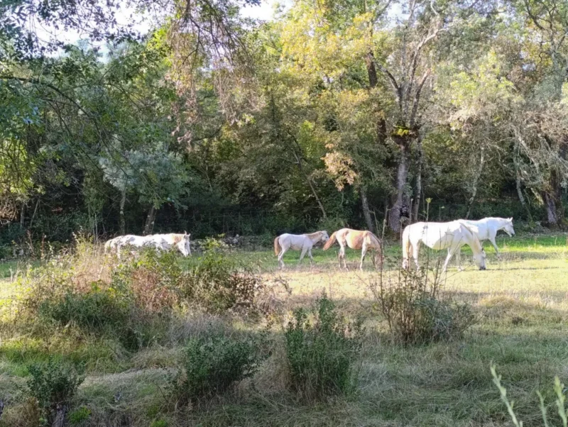 Un pré herbeux bordé d'arbres. Cinq chevaux s'y déplacent vers la droite : deux blancs sur la droite, deux marron clair au centre, et un cheval blanc tacheté à gauche.