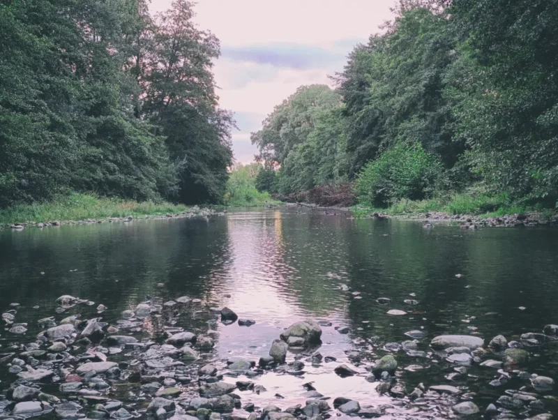 Photo d'un petit fleuve peu profond qui coule au centre de l’image, son lit parsemé de galets visibles au premier plan. L’eau reflète légèrement le ciel clairsemé de nuages. De part et d’autre, des arbres denses aux feuillages verts bordent les rives, formant un couloir naturel. L’horizon est fermé par la végétation.