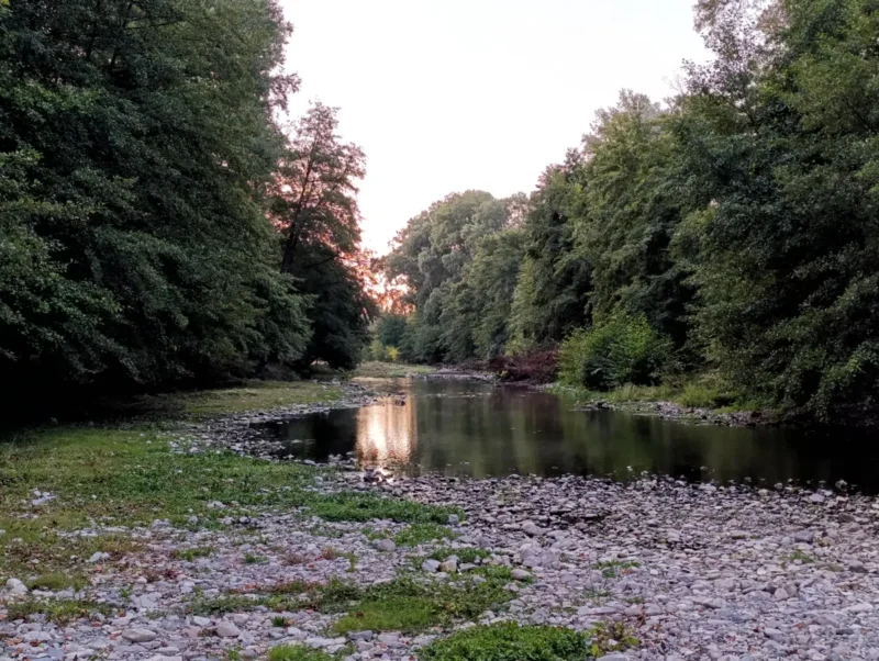 Photo d'un petit fleuve peu profond qui coule au centre de l’image, son lit parsemé de galets visibles au premier plan. L’eau reflète légèrement le ciel clairsemé de nuages. De part et d’autre, des arbres denses aux feuillages verts bordent les rives, formant un couloir naturel. L’horizon est fermé par la végétation. La luminosité est faible un peu avant le lever du soleil.