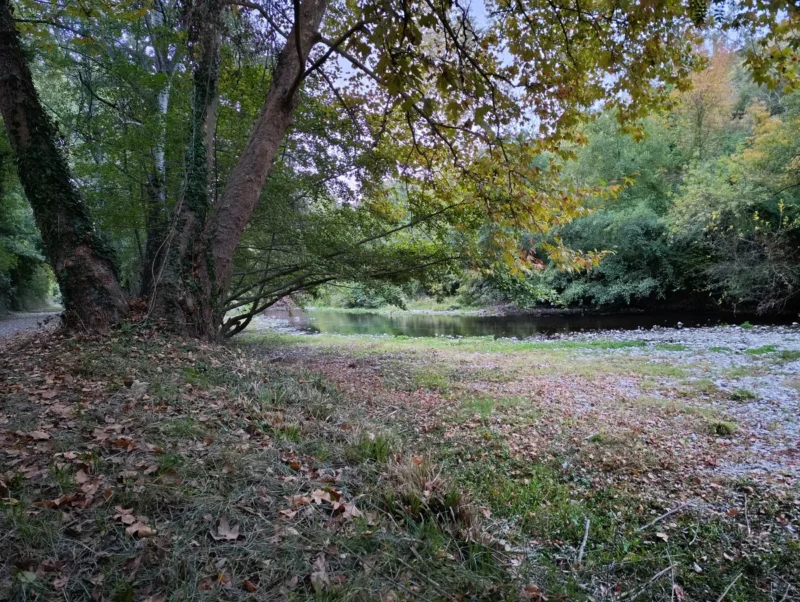 Photo depuis la rive d'un petit fleuve. Au premier plan, un sol recouvert de feuilles mortes et d'herbe verte mène jusqu'à la berge. Un grand arbre, aux branches étendues et aux feuilles partiellement dorées par l'automne, domine la scène à gauche. En arrière-plan, le Vidourle, entouré de végétation dense et d'arbustes, reflète la lumière du jour. La lumière est faible avant le lever du jour.