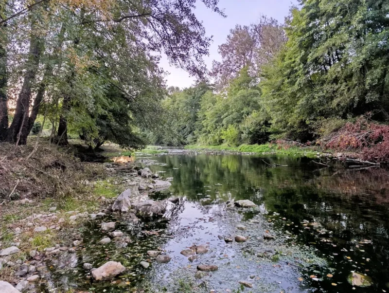 Le petit fleuve du Vidourle, bordé de végétation. Les deux rives sont couvertes d’arbres dont les feuillages sont majoritairement verts, avec quelques teintes brunâtres et rougeâtres. L’eau est peu profonde et réfléchit la végétation environnante, tandis que des pierres de différentes tailles sont visibles dans le lit au premier plan. Le ciel, à peine visible à travers les arbres, présente une teinte pâle matinale, le soleil n'étant pas encore levé.