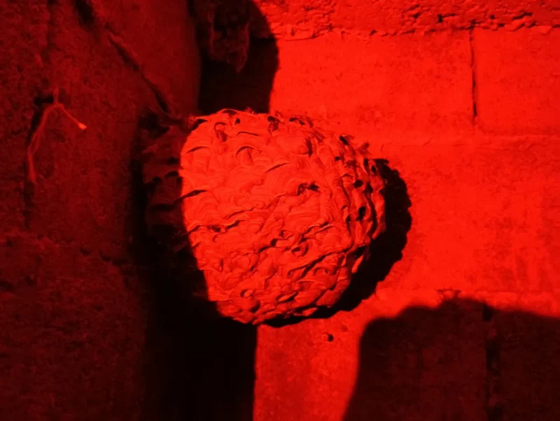 Un gros nid de guêpes dans la lumière rouge d'une frontale. Il est accroché sur un mur de parpaings.