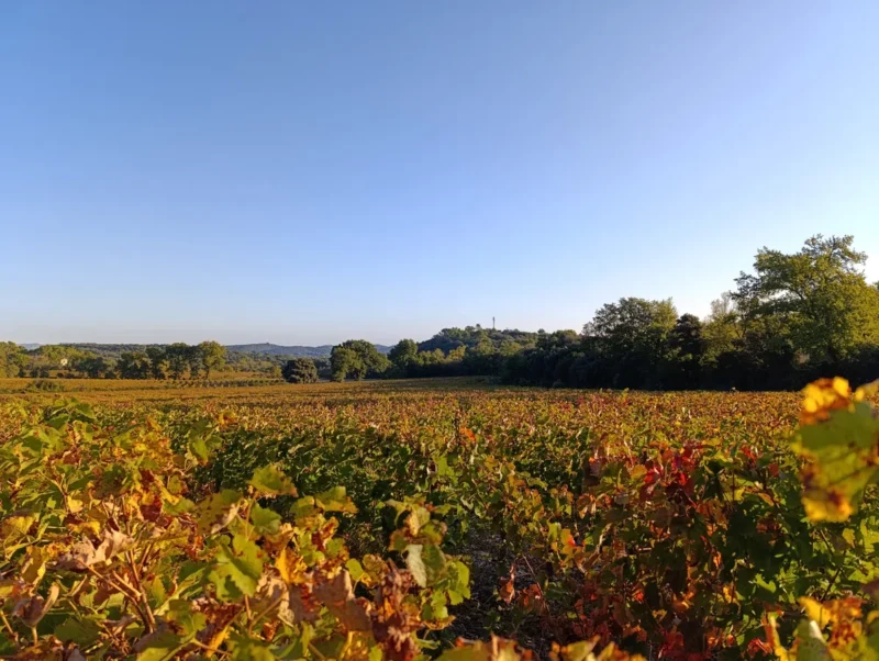 Des vignes aux couleurs automnales. Plus loin, une rangée d'arbres. Le tout sous un ciel bien bleu, mais dans une lumière encore matinale.