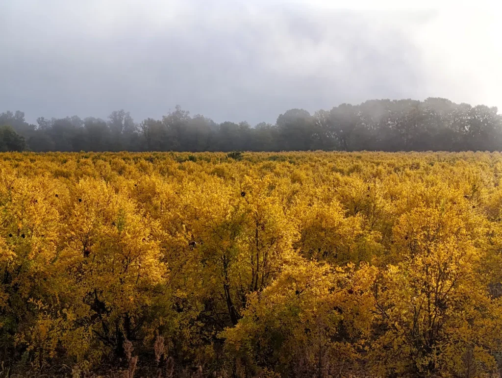 Champ de grenadiers aux feuilles dorées sous un ciel nuageux, avec une forêt en arrière-plan légèrement voilée de brume.