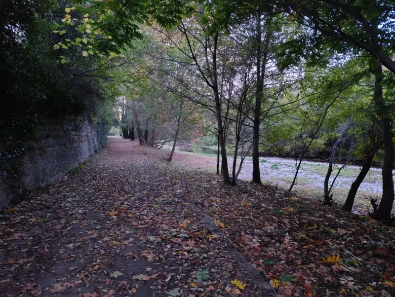 Photo d'un petit chemin sur les rives du Vidourle, recouvert de feuilles mortes, bordé à gauche par un mur de pierre recouvert de végétation. À droite, une série d’arbres fins et élancés laisse entrevoir le lit du petit fleuve peu profond. La lumière est encore faible à cette heure matinale.