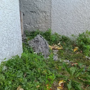 Un nid de guêpes tombé sur un sol d'herbes et de plantes basses à proximité d'un petit abri.