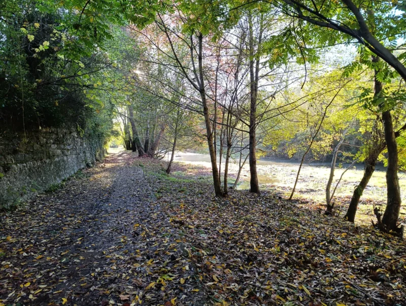 Photo d'un petit chemin sur les rives du Vidourle, recouvert de feuilles mortes, bordé à gauche par un mur de pierre recouvert de végétation. À droite, une série d’arbres fins et élancés laisse entrevoir le lit du petit fleuve peu profond. La lumière matinale inonde le lit du fleuve.