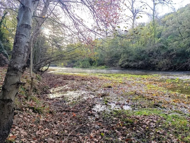 Photo depuis la rive d'un petit fleuve. Au premier plan, un sol recouvert de feuilles mortes et d'herbe verte mène jusqu'à la berge. Un grand arbre, aux branches étendues et aux feuilles partiellement dorées par l'automne, domine la scène à gauche. En arrière-plan, le Vidourle, entouré de végétation dense et d'arbustes, reflète la lumière du jour. La lumière est faible avant le lever du jour.