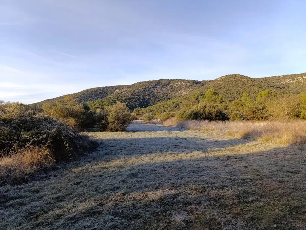 Un champ herbeux légèrement gelé, entouré de buissons et d'arbustes. Au fond, un petit massif boisé domine le paysage sous un ciel dégagé et dans une ambiance matinale.