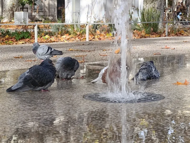 Quelques pigeons regroupés près d'un petit jet d'eau. Plus loin des feuilles mortes et une petite barrière qui sépare l'Esplanade de la route.