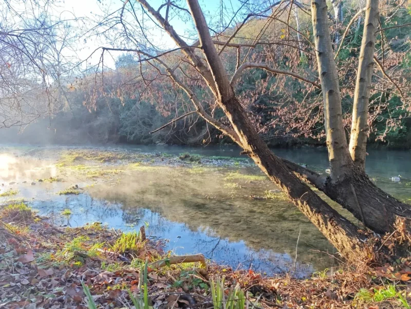 Sur les rives d'un petit fleuve. Sur la droite de la photo, deux arbres se penchent au-dessus d'une eau sur laquelle glisse une légère brume. Au-dessus de la végétation, un ciel bleu.
